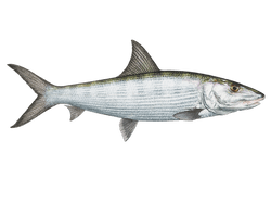 Bonefish